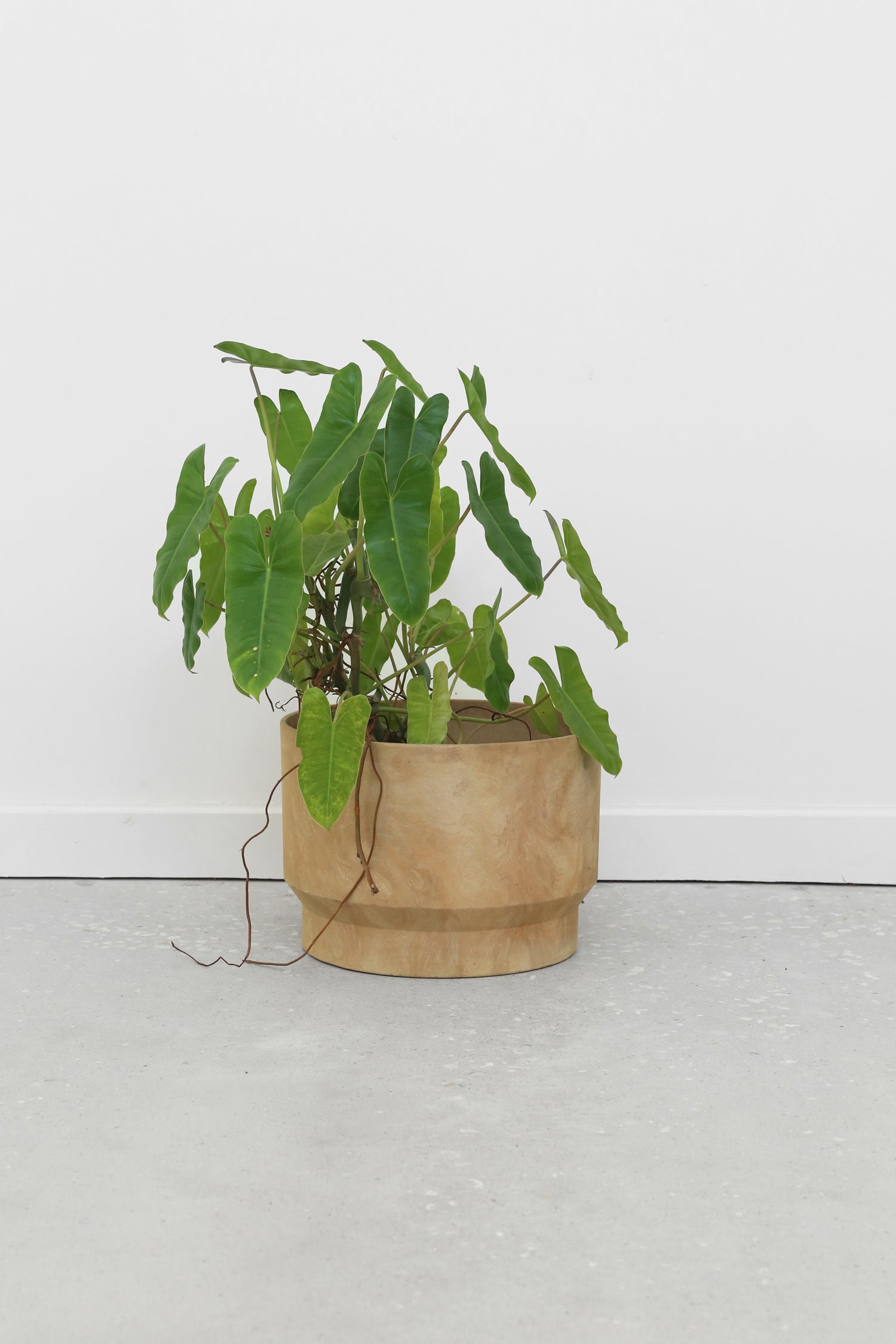 terracotta house plant pots Fesco Terracotta Planter