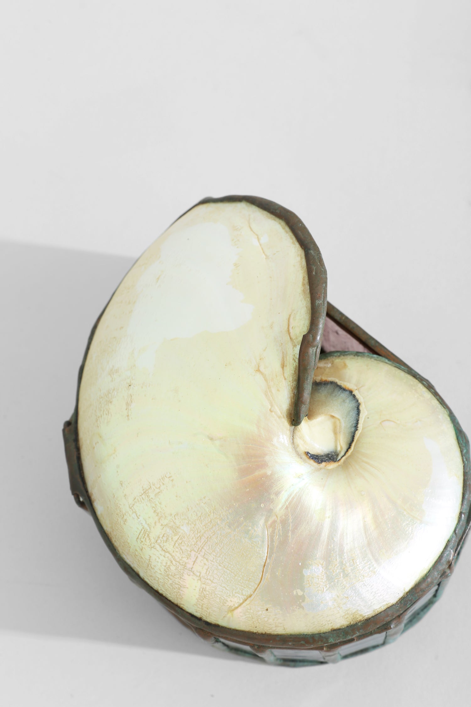 Nautilus Shell Jewelry Box