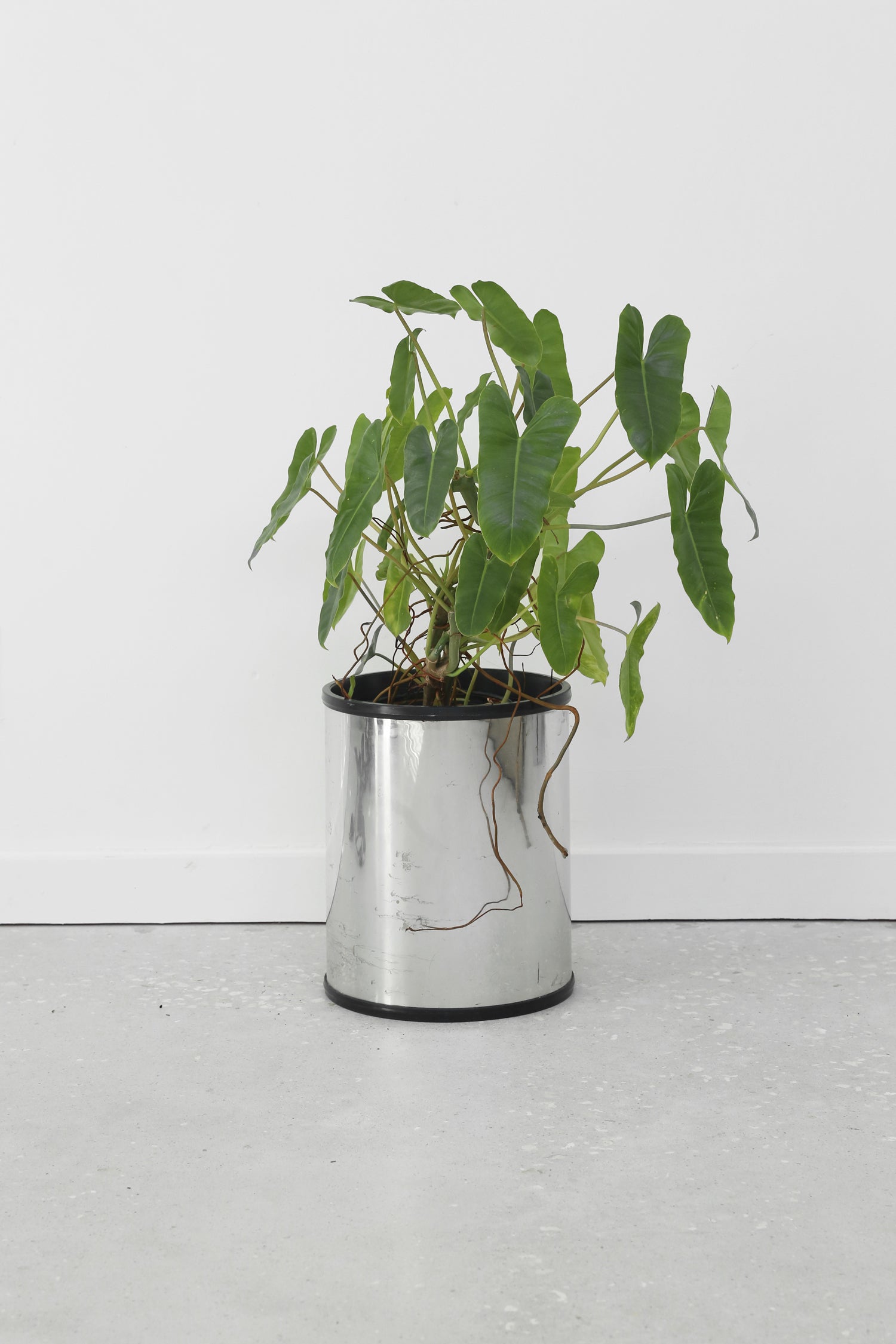 Cylinder Chrome Planter